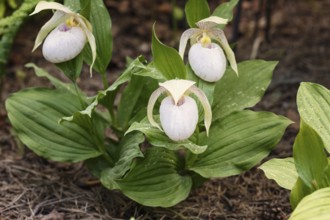 Beautiful orchids of different colors on green background in the garden. Lady's-slipper hybrids.