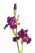 Beautiful multicolored iris flower isolated in white. Close up