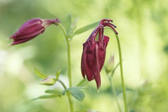 Purple aquilegia (columbine) flower on a green blurred background. Closeup