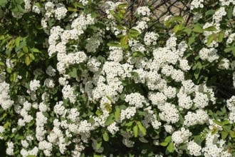 Blooming hawthorn, Berlin, Germany, Europe