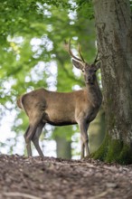 Red deer (Cervus elaphus), Vulkaneifel, Rhineland-Palatinate, Germany, Europe