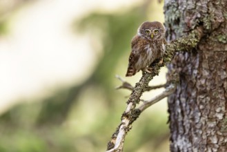 Pygmy owl (Glaucidium passerinum), Luce, Mountain area, Luce, Styria, Slovenia, Europe