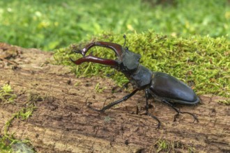 Male Raven Kite (Lucanus cervus) on the trunk of a dead tree in the forest in spring. Bas Rhin