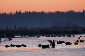 White-fronted Goose (Anser albifrons), at roost, in front of sunrise, dusk, morning, Dingdener