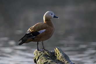 Ruddy shelduck (Tadorna ferruginea), Heiligenhaus, North Rhine-Westphalia, Germany, Europe