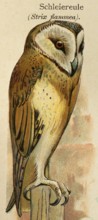 Barn owl (Strix flammea) historical illustration, World of Birds 1890