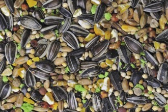 Mixture with grains and seeds as bird feed for birds at birdfeeder in winter