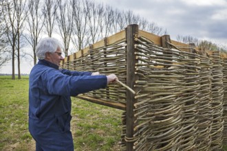 Craftsman making traditional wattle fence by weaving thin willow branches