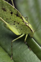 Leaf-mimic katydid (Orophus tesselatus) on leaf, Costa Rica, Central America