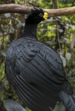 Yellow-knobbed curassow (Crax daubentoni) male foraging in forest, native to Colombia and