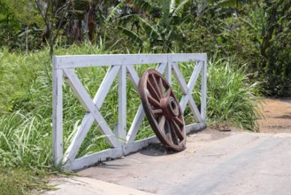 Plantation of arabica, bourbon, caturra and catuai coffee beans in Guaetmala near Antigua