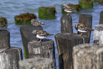 Ruddy turnstones (Arenaria interpres) in breeding plumage resting on wooden breakwater used as high