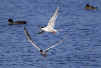 Two common terns (Sterna hirundo) adults in breeding plumage flying over water of pond in salt