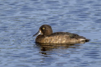 Tufted duck, tufted pochard (Aythya fuligula, Anas fuligula) adult female swimming in lake in