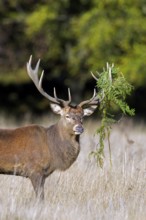 Red deer (Cervus elaphus) stag in grassland at forest's edge with antlers covered in ferns during