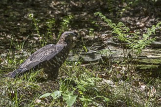 European honey buzzard (Pernis apivorus) foraging on the ground in forest