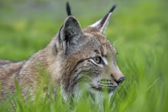 Close-up portrait of hunting Eurasian lynx (Lynx lynx) stalking prey in grassland, meadow