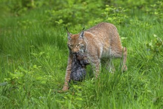 Hunting Eurasian lynx (Lynx lynx) walking with killed muskrat (Ondatra zibethicus) prey in its