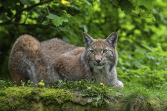 Eurasian lynx (Lynx lynx) resting in thicket of forest