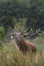 Rutting red deer (Cervus elaphus) stag with big antlers bellowing in grassland at edge of forest