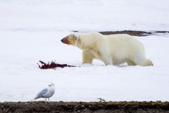 Collared polar bear (Ursus maritimus) with radio collar, GPS tracker eating from seal prey carcass