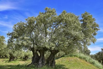 Three old olive trees (Olea europaea), Provence, France, Europe