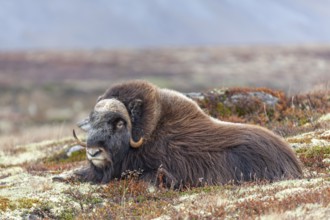 Musk ox (Ovibos moschatus), lying, quiet, autumn tundra, mountains, Dovrefjell National Park,