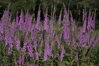 Common foxglove (Digitalis purpurea), Lower Rhine, North Rhine-Westphalia, Germany, Europe