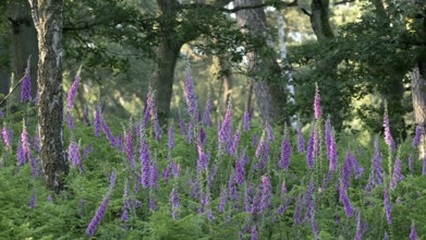 Common foxglove (Digitalis purpurea) in fern with deciduous trees, Lower Rhine, North