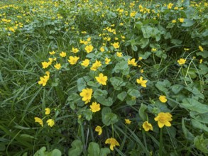 Marsh-marigold or kingcup (Caltha palustris), flowering on marshy ground, Hesse, Germany, Europe