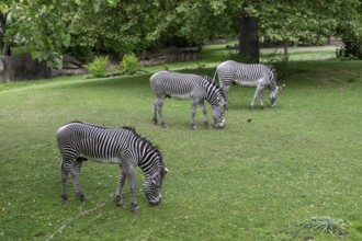 Detroit, Michigan, Grevy's Zebras (Equus grevyi) at the Detroit Zoo