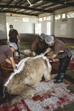 Camel slaughter (halal), Salalah slaughterhouse, Dhofar, Oman, Asia