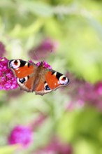 Peacock butterfly (Inachis io) sucking nectar on butterfly bush (Buddleja davidii), in a natural