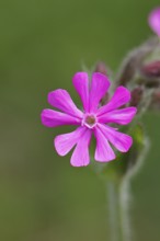 Red campion (Silene dioica), close-up of a flower in a meadow, Wilnsdorf, North Rhine-Westphalia,