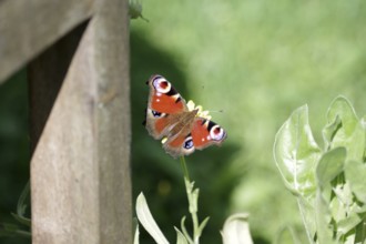 Peacock butterfly (Aglais io), butterfly, spread wings, coloured, close-up of colourful peacock