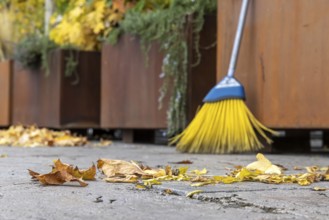 Leaves are falling from the trees. Autumn is the time for brooms to sweep the leaves off the