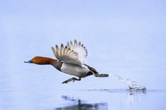 Common pochard, European pochard (Aythya farina, Anas ferina) male taking off from water in pond