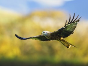 Red Kite, Milvus milvus, bird in flight