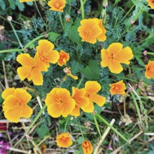 California poppy (Eschscholzia californica), Frau-Holle-Land Geo-nature park Park, Hesse, Germany,