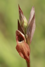 Long lipped serapias (Serapias vomeracea), Provence, South of France, France, Europe