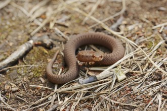 Common european viper (Vipera berus), juvenile, North Rhine-Westphalia, Germany, Europe