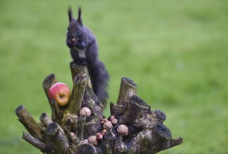 European squirrel (Sciurus) eating nuts in the garden, Schleswig-Holstein, Germany, Europe