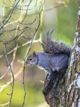 Grey Squirrel, Sciurus carolinensis in a forest at winter