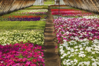 Purple, white, pink and red Cosmos flowers being grown in containers inside greenhouse in spring,