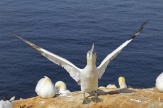 Northern gannet (Morus bassanus) Old bird flapping its wings in anticipation of its mate,