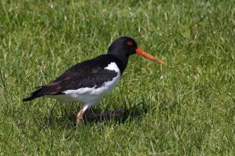 Oystercatcher (Haematopus ostralegus), UNESCO World Heritage Site, Schleswig-Holstein Wadden Sea