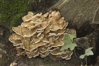 Maitake (Grifola frondosa), North Rhine-Westphalia, Germany, Europe