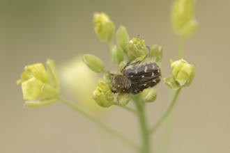 White spotted rose beetle (Oxythyrea funesta), Provence, Southern France