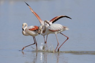 Greater flamingos (Phoenicopterus roseus) fighting, Camargue, Provence, southern France