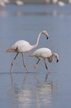 Greater flamingo (Phoenicopterus roseus), pair, Camargue, Provence, southern France